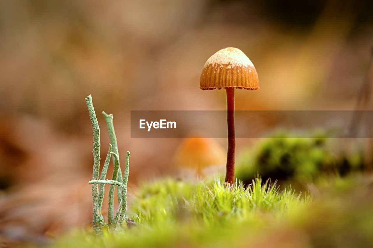 fungus, mushroom, nature, plant, vegetable, macro photography, close-up, grass, autumn, food, growth, land, selective focus, flower, beauty in nature, no people, sunlight, green, forest, outdoors, leaf, surface level, yellow, food and drink, field, day, environment, freshness, fragility
