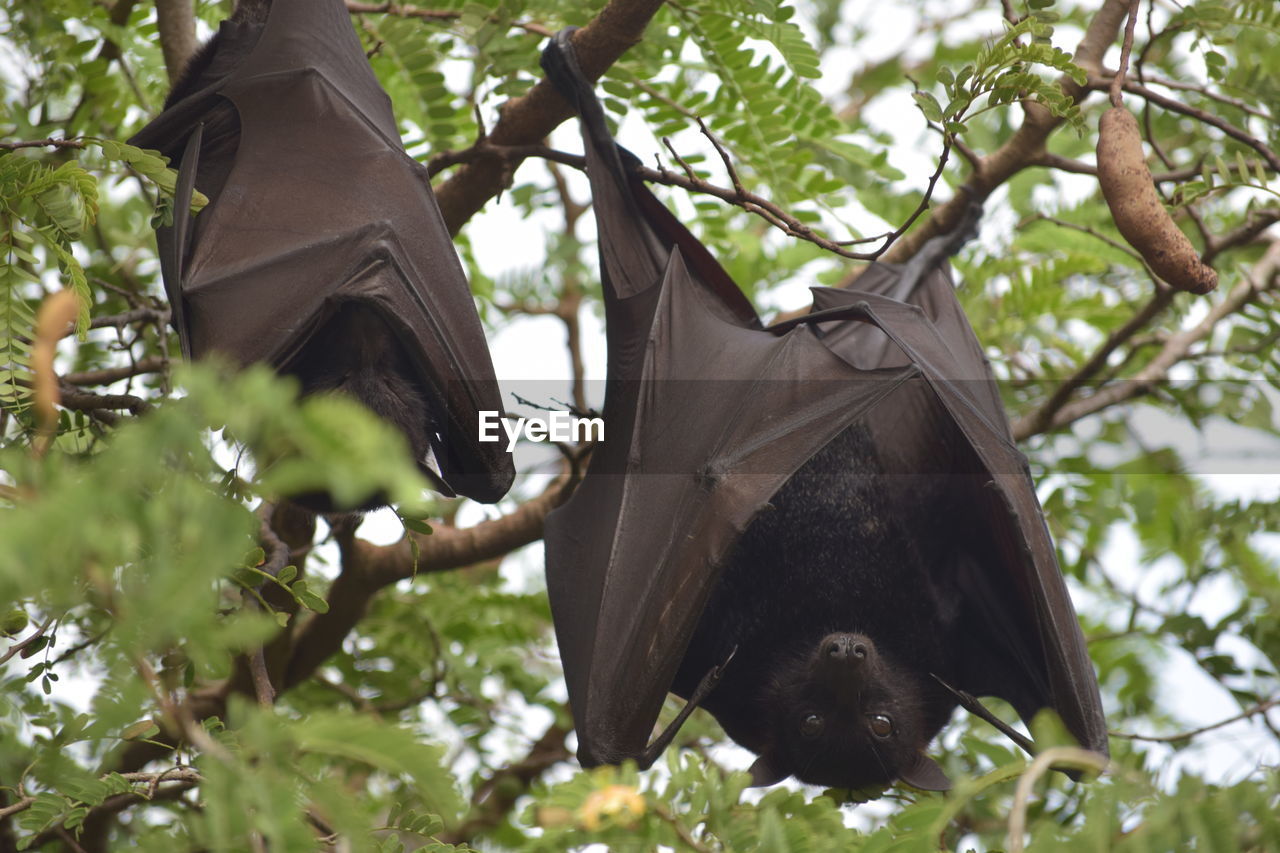 The bat is hanging in the forest, the bat is sleeping