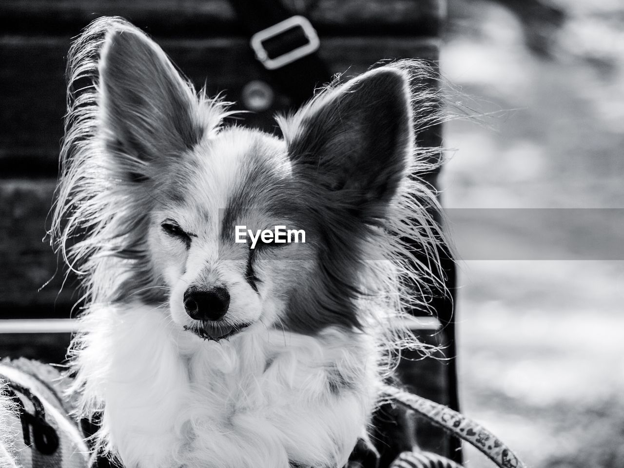 CLOSE-UP PORTRAIT OF DOG LOOKING AWAY