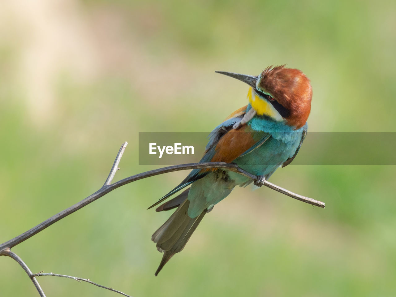 CLOSE-UP OF A BIRD PERCHING ON TWIG