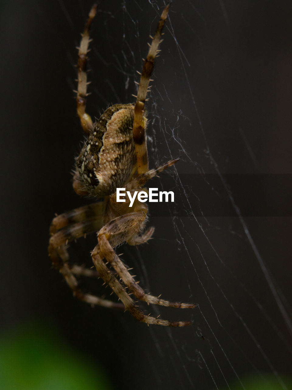 Close-up of spider on web