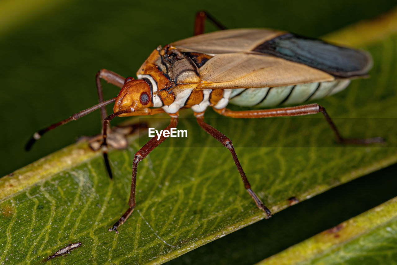 CLOSE-UP OF INSECT
