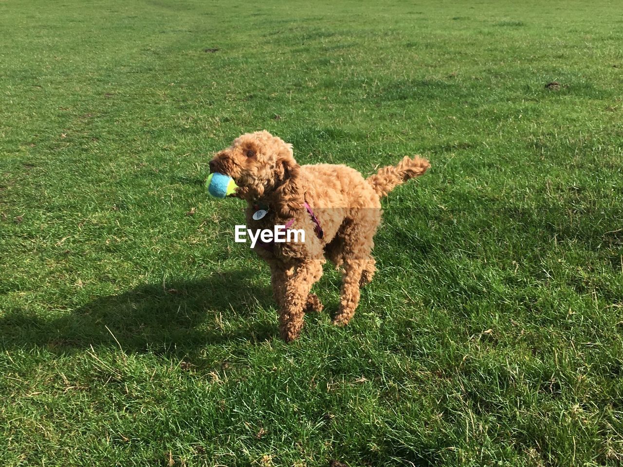 View of a dog on field