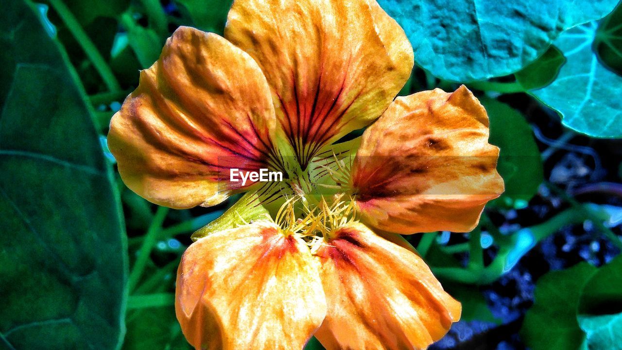 CLOSE-UP OF FRESH DAY LILY PLANT