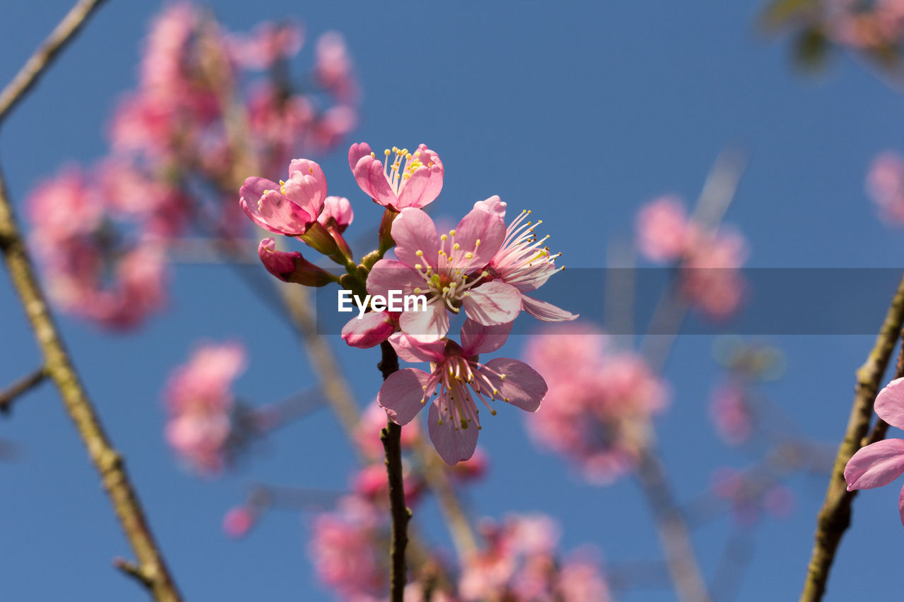  wild himalayan cherry with color is pink in the phu lom lo tourist attraction loei province thailand