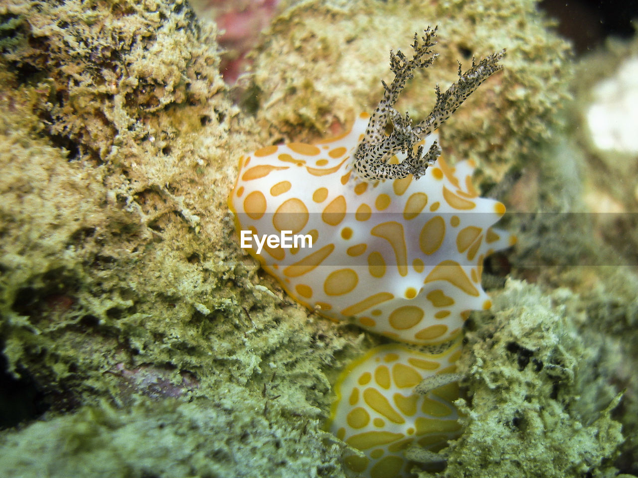 CLOSE-UP OF BUTTERFLY ON CORAL