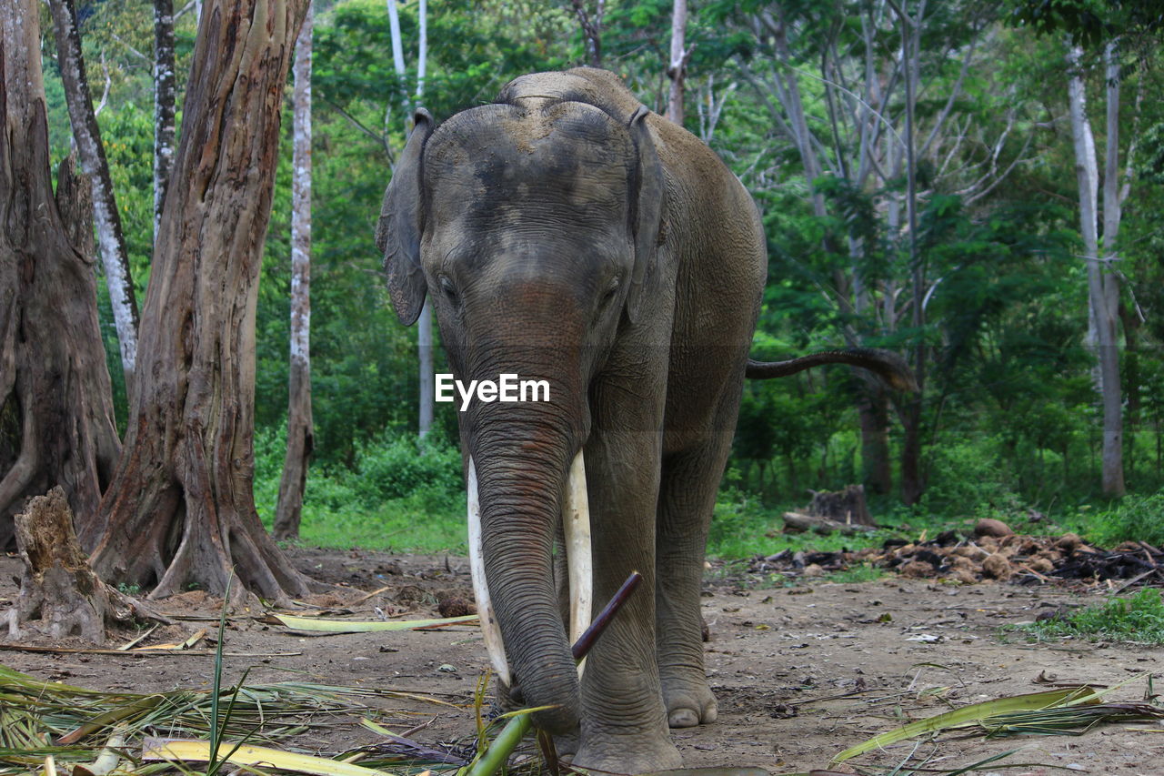 ELEPHANT IN FOREST