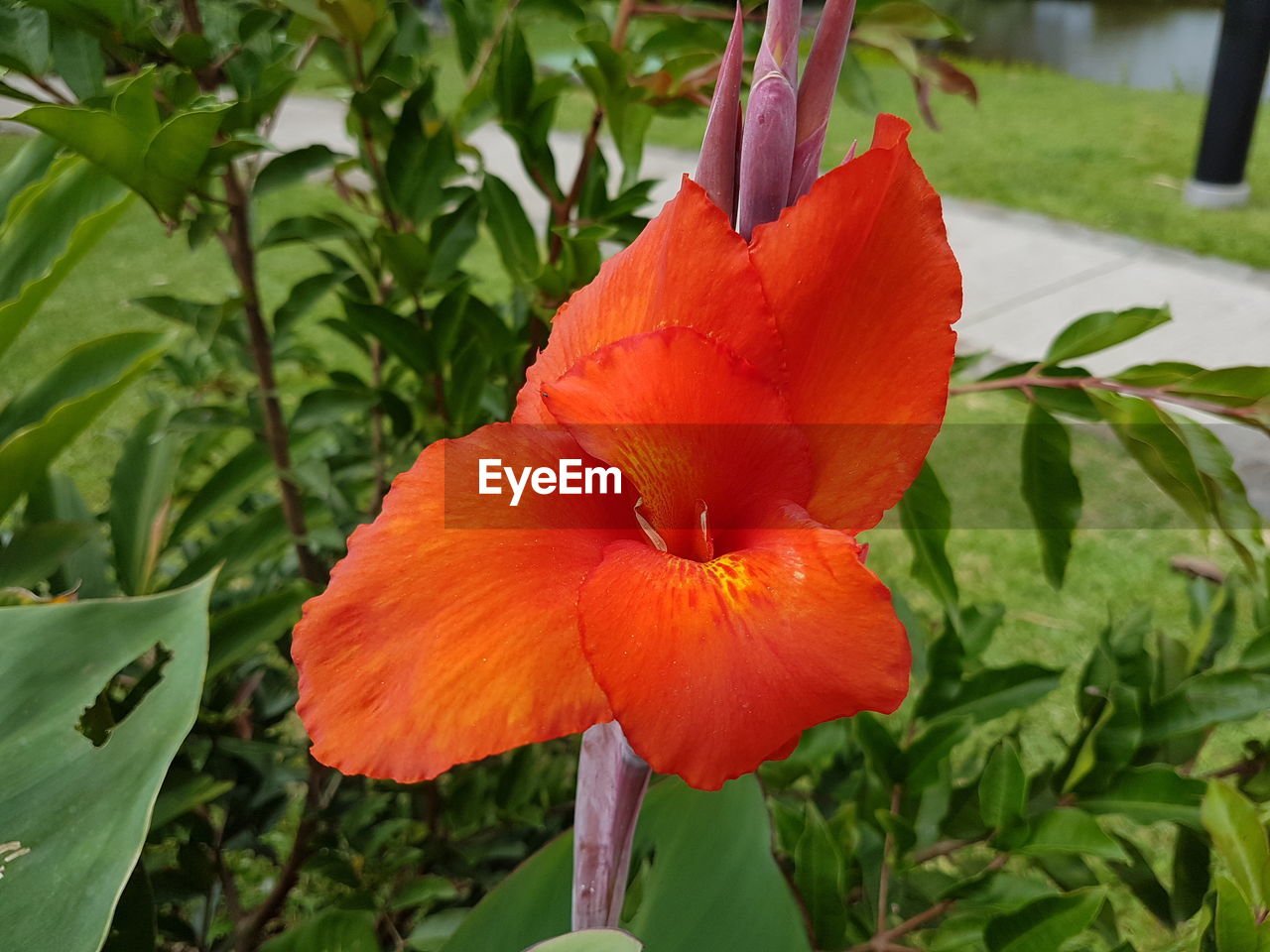 CLOSE-UP OF RED FLOWER BLOOMING IN PARK