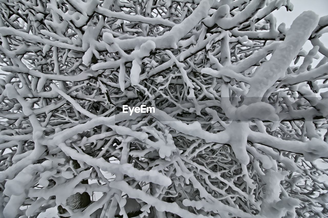 Full frame shot of snowy bare tree