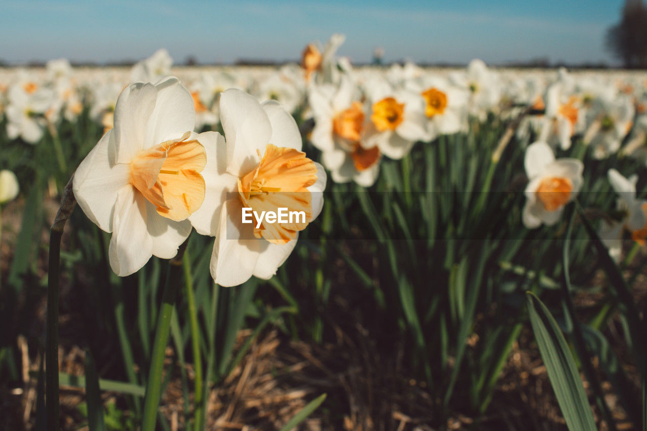 flower, flowering plant, plant, beauty in nature, freshness, nature, flower head, close-up, petal, yellow, fragility, white, growth, focus on foreground, sky, inflorescence, land, no people, narcissus, springtime, outdoors, landscape, blossom, field, day, botany, sunlight, summer, environment, grass, rural scene