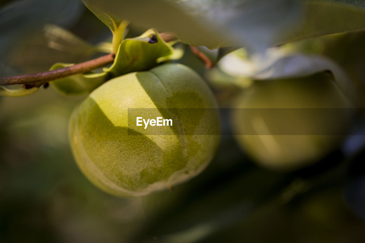 Close-up of persimmon growing on twig