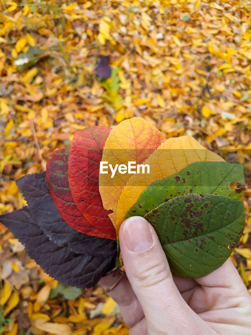 Close-up of hand holding colorful leaves during autumn