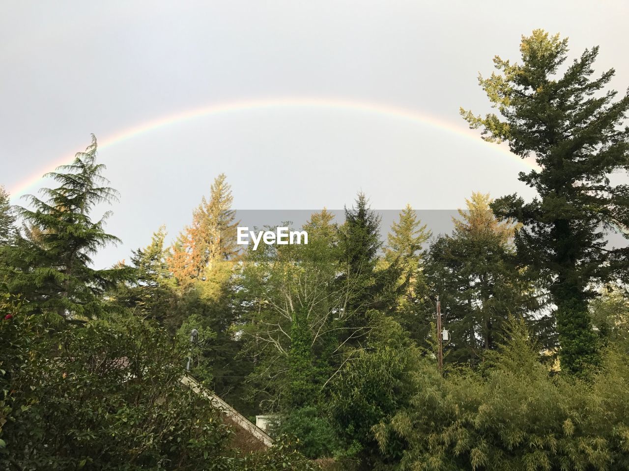 LOW ANGLE VIEW OF RAINBOW IN FOREST