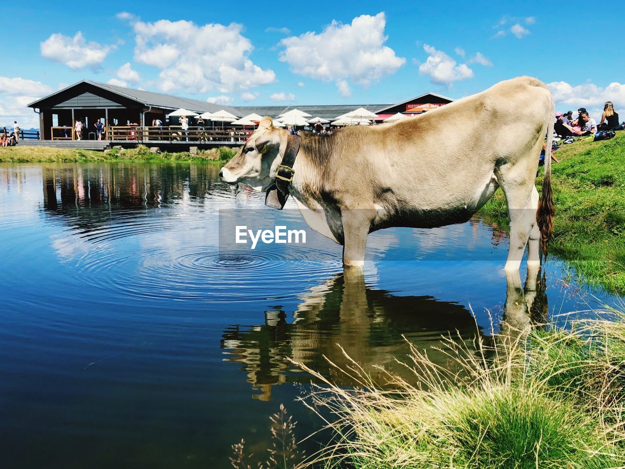COWS STANDING IN WATER