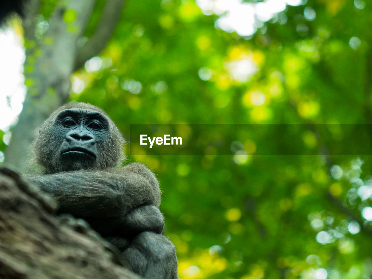 MONKEYS SITTING ON TREE