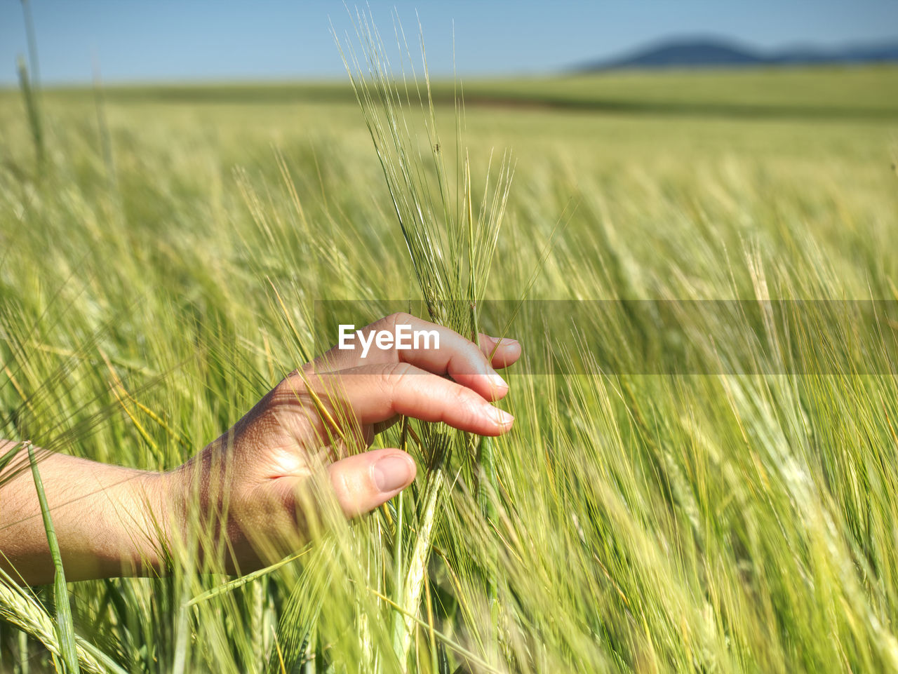 HAND HOLDING WHEAT GROWING ON FARM