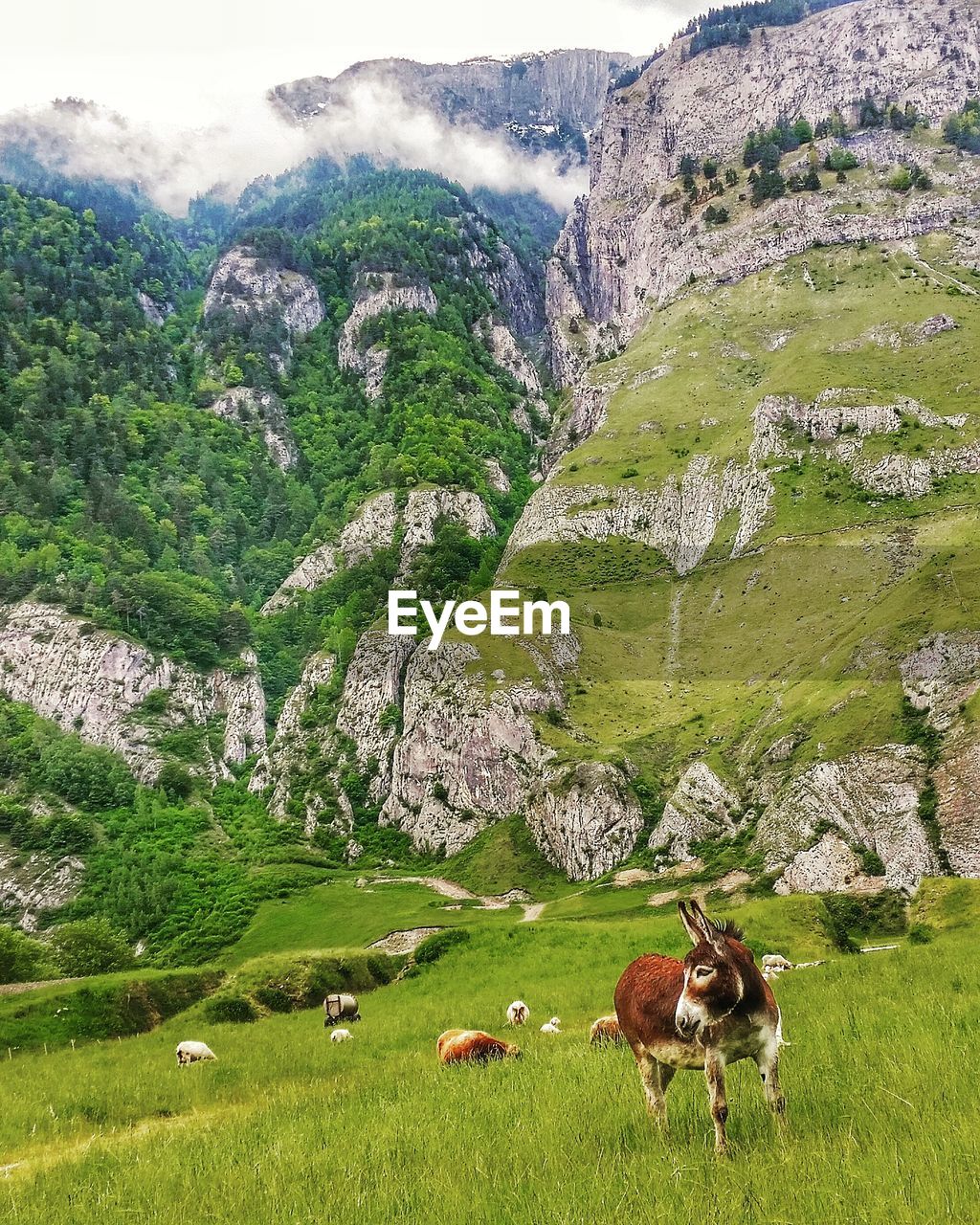 Animals grazing on field against mountains