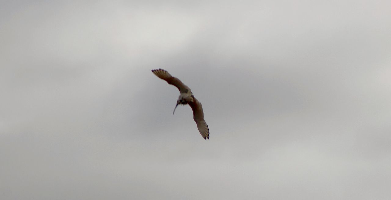 LOW ANGLE VIEW OF BIRDS FLYING OVER WHITE BACKGROUND