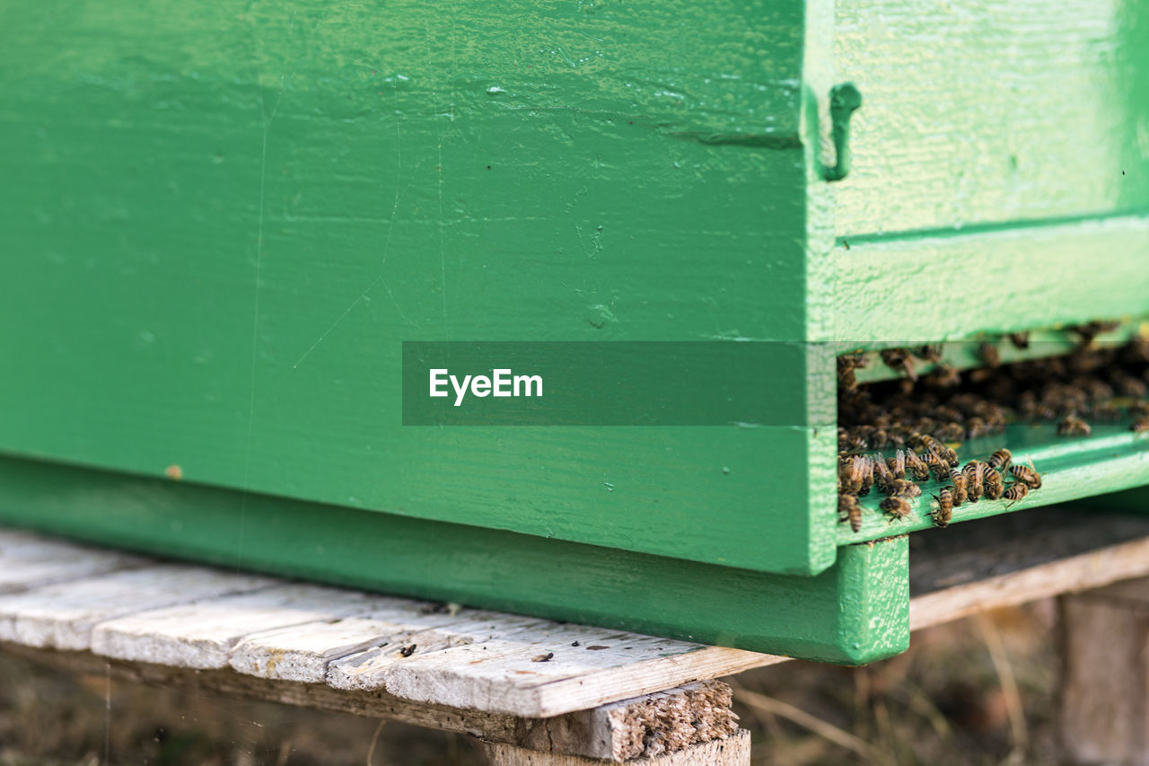 Close-up of structure with bees