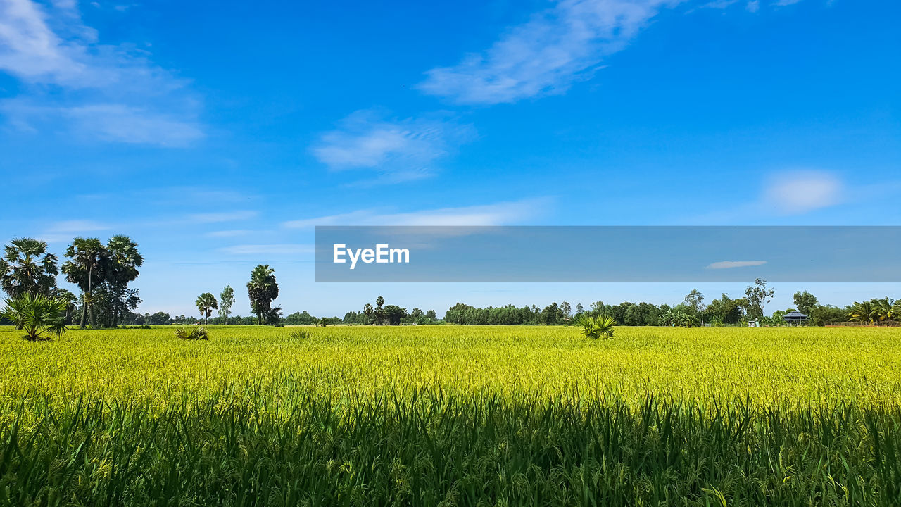 landscape, plant, field, environment, sky, agriculture, land, rural scene, rapeseed, crop, horizon, food, nature, beauty in nature, cloud, grassland, scenics - nature, tree, flower, plain, growth, farm, cereal plant, canola, vegetable, grass, produce, blue, prairie, meadow, no people, tranquility, green, pasture, food and drink, yellow, tranquil scene, outdoors, freshness, idyllic, day, springtime, environmental conservation, summer, social issues, rural area, sunlight, non-urban scene, barley, vibrant color, flowering plant, abundance, oilseed rape