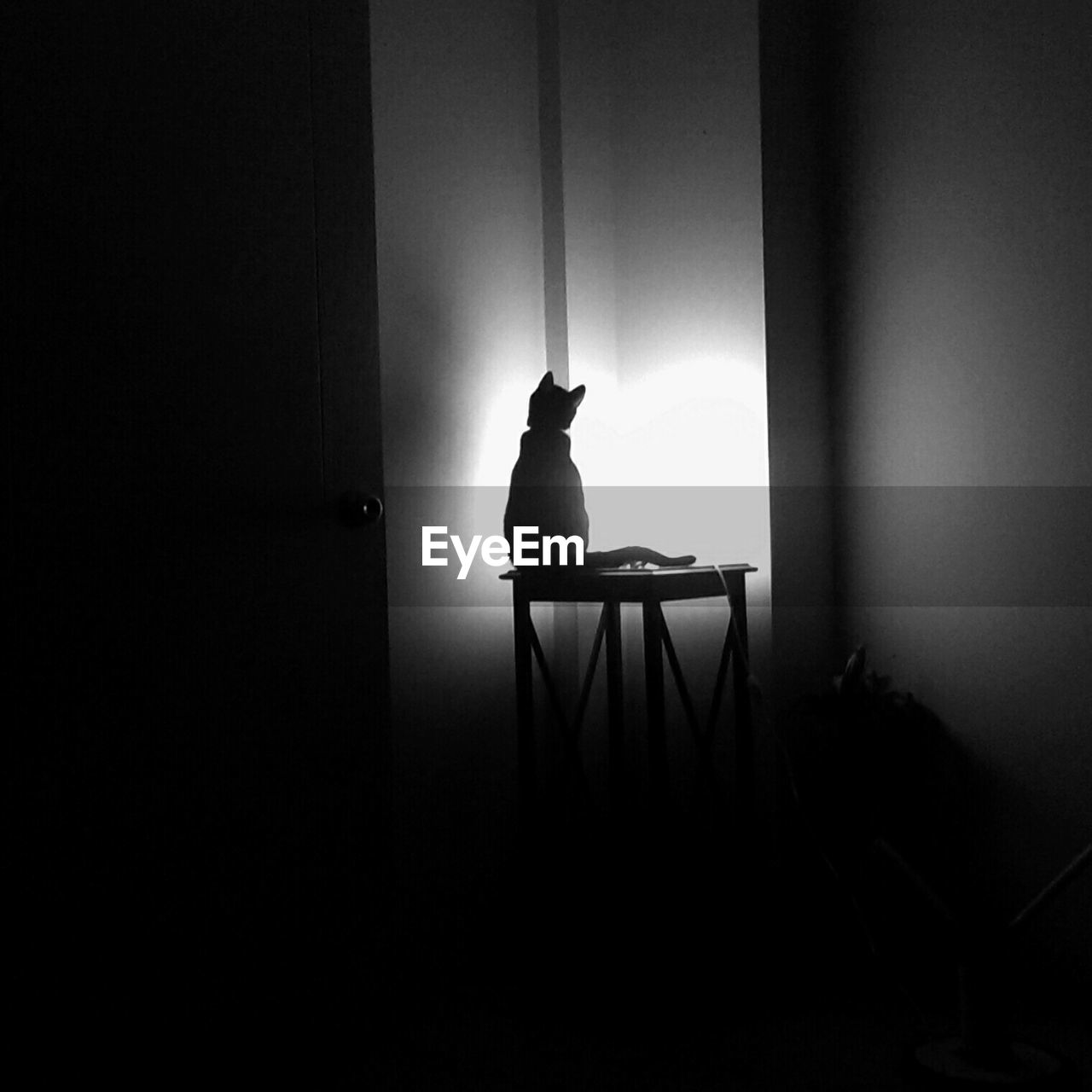 Silhouette cat sitting on table in illuminated room