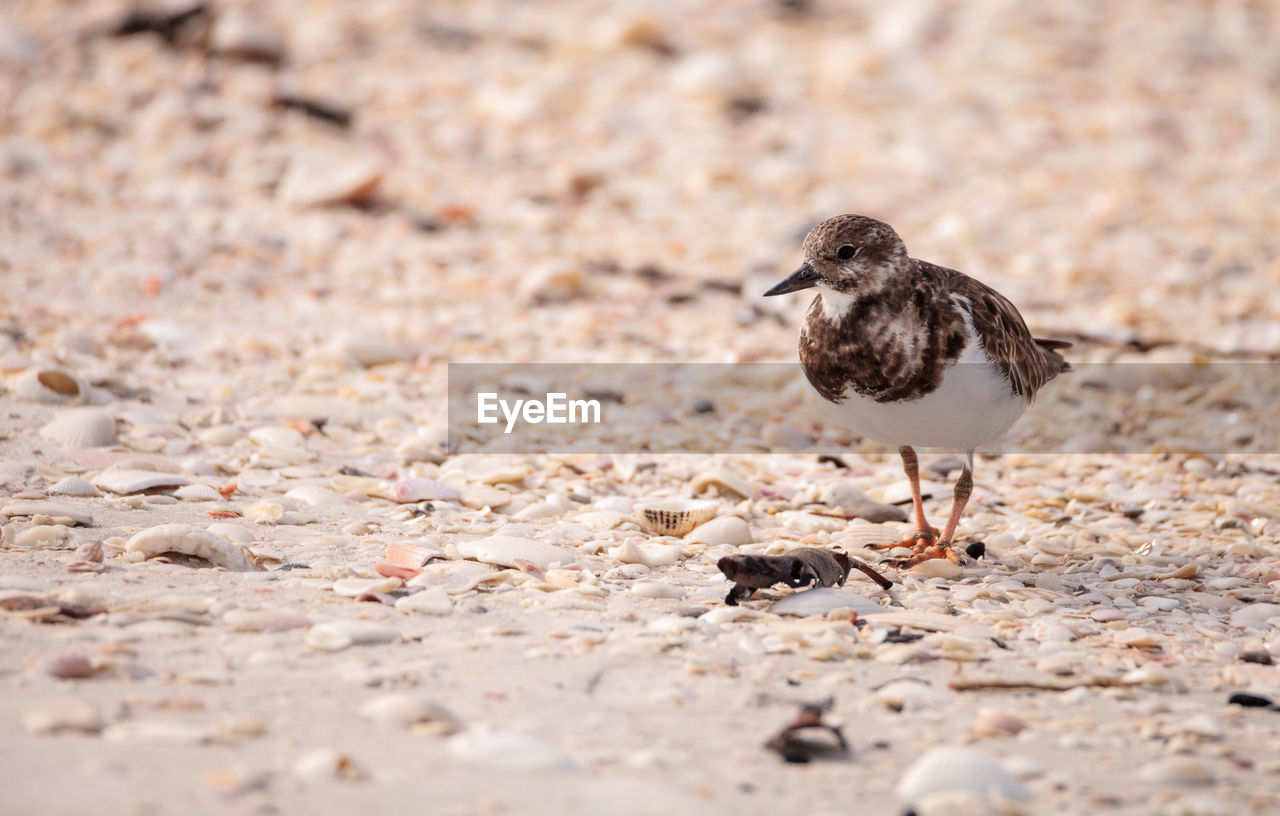 Nesting ruddy turnstone wading bird arenaria interpres along the shoreline of barefoot beach