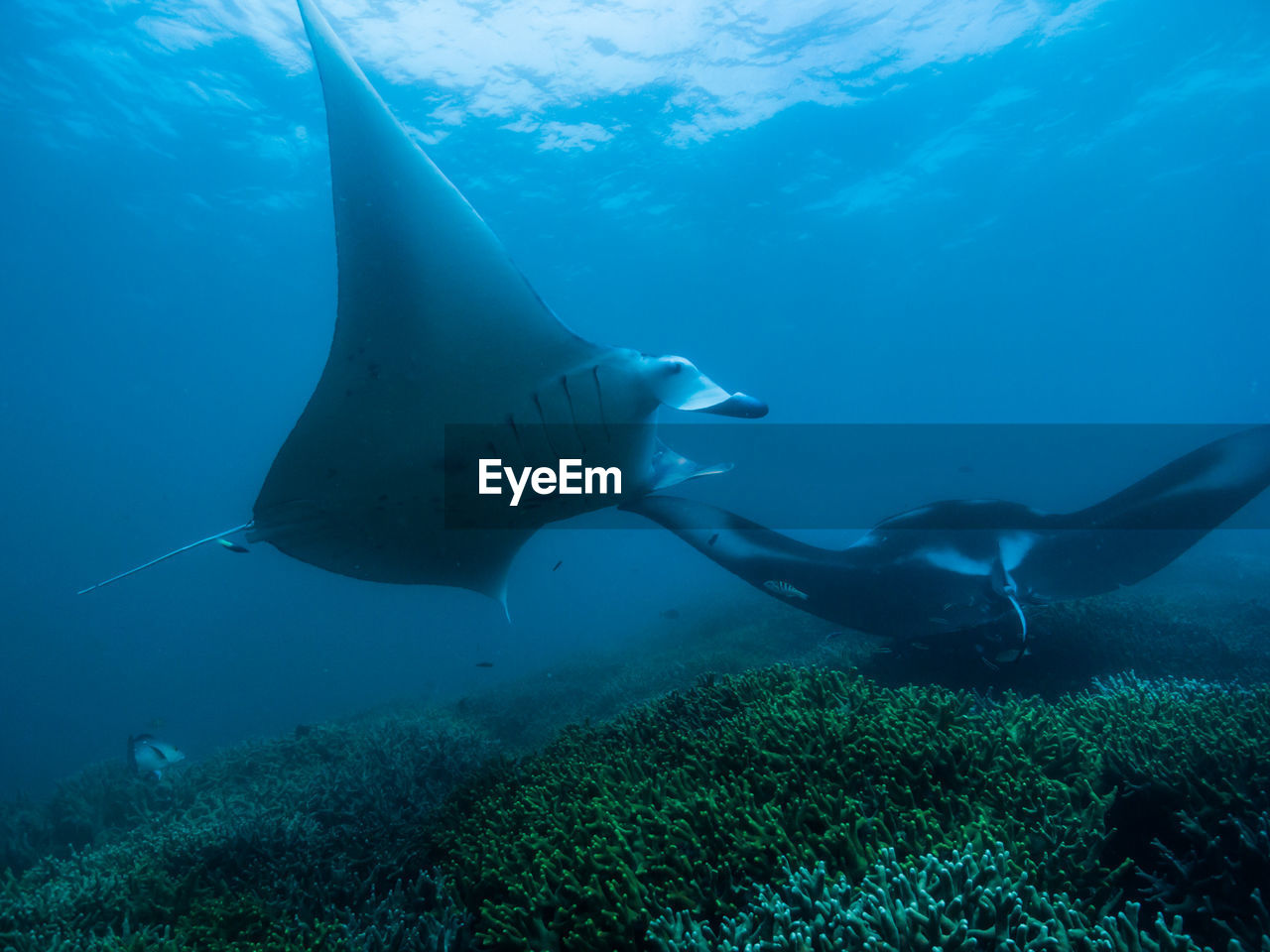 Close-up of fish manta ray in sea