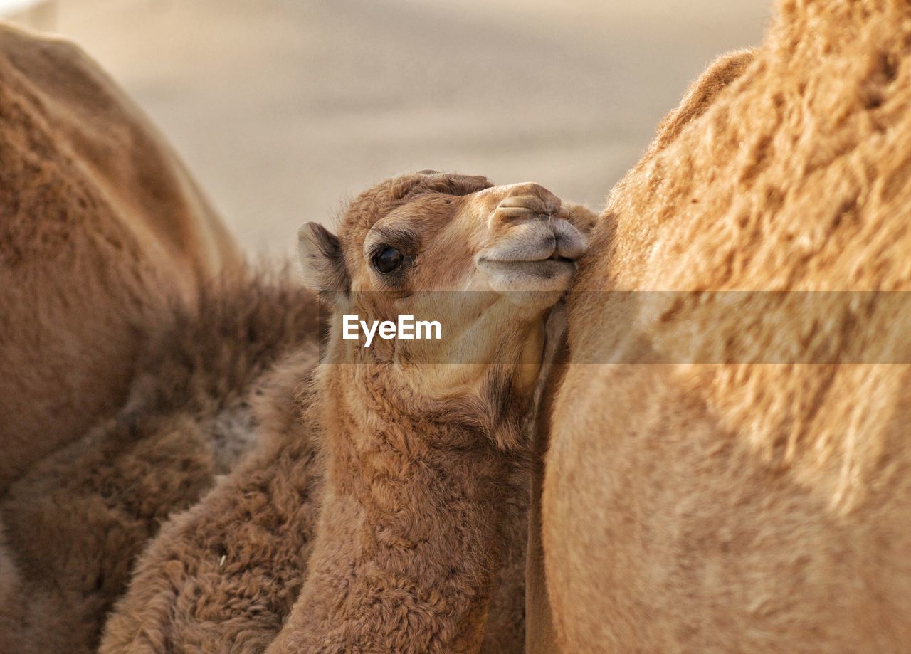 Close-up of a baby camel with his mother in the arabian desert 