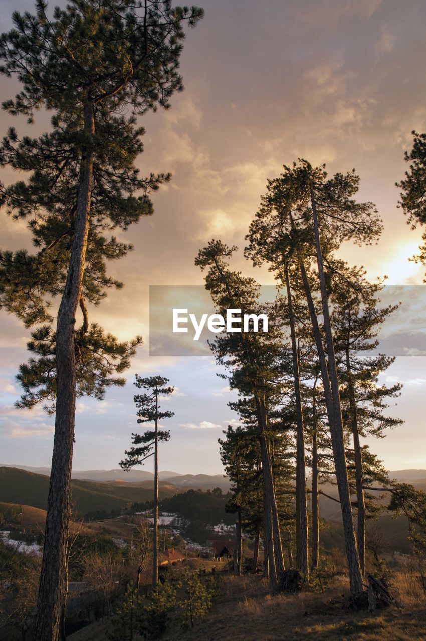 Trees on field against sky at sunset