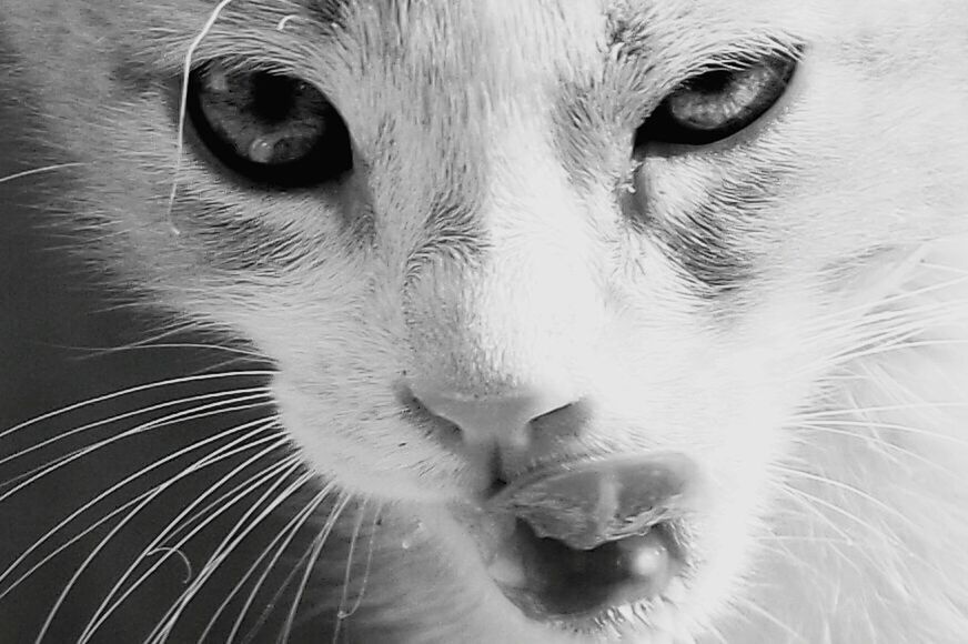 CLOSE-UP PORTRAIT OF CAT