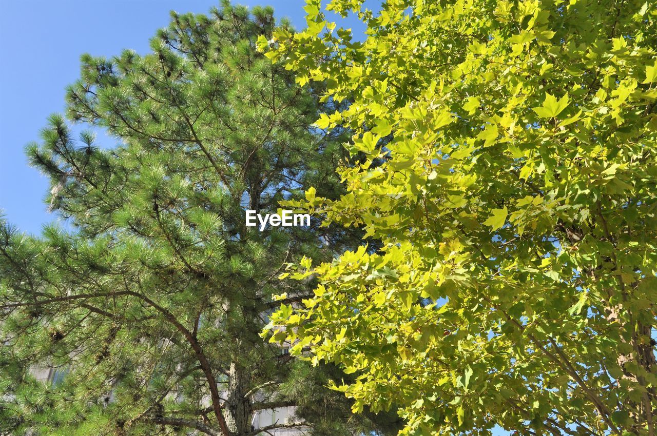 LOW ANGLE VIEW OF TREE AGAINST SKY