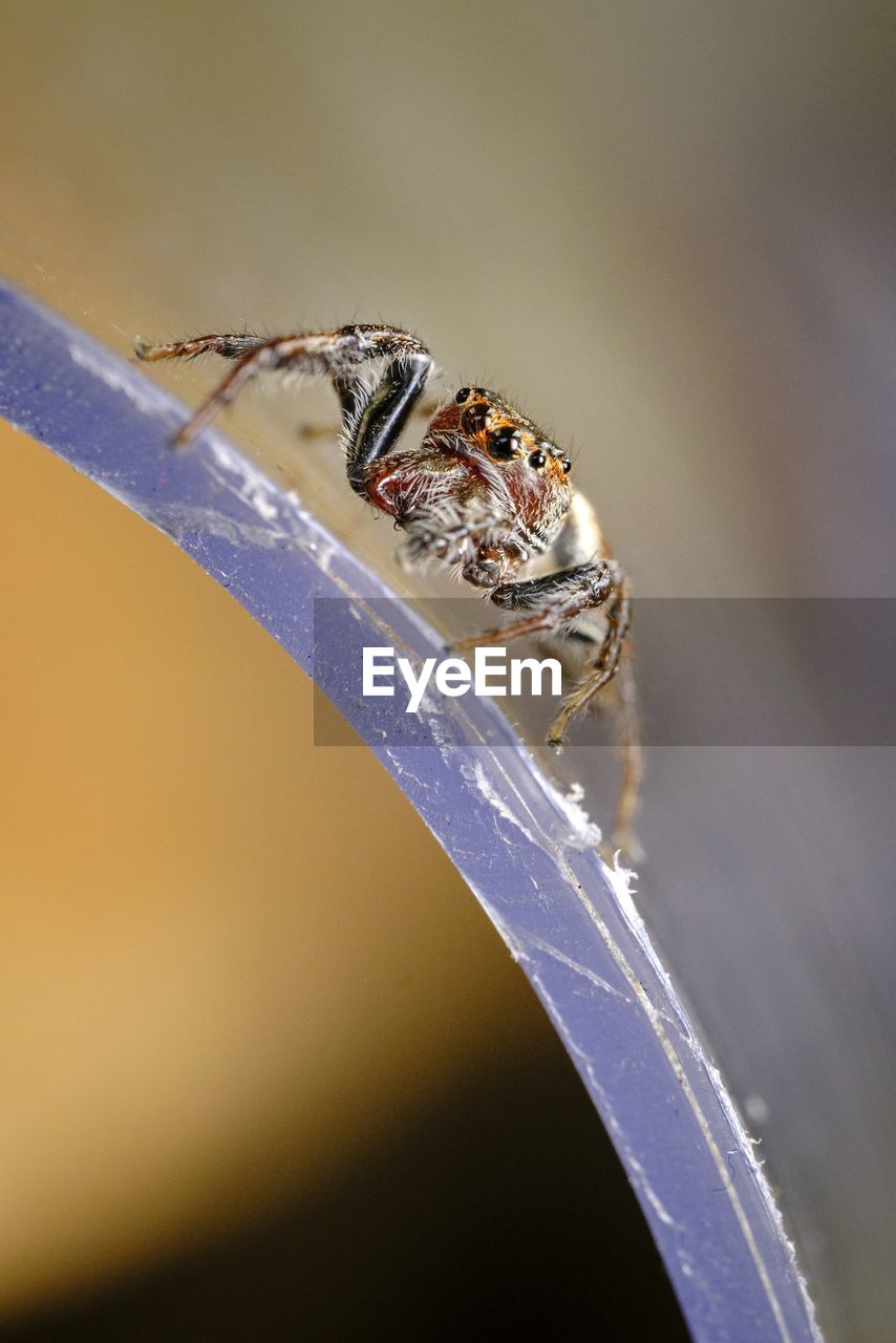 close-up of spider on plant