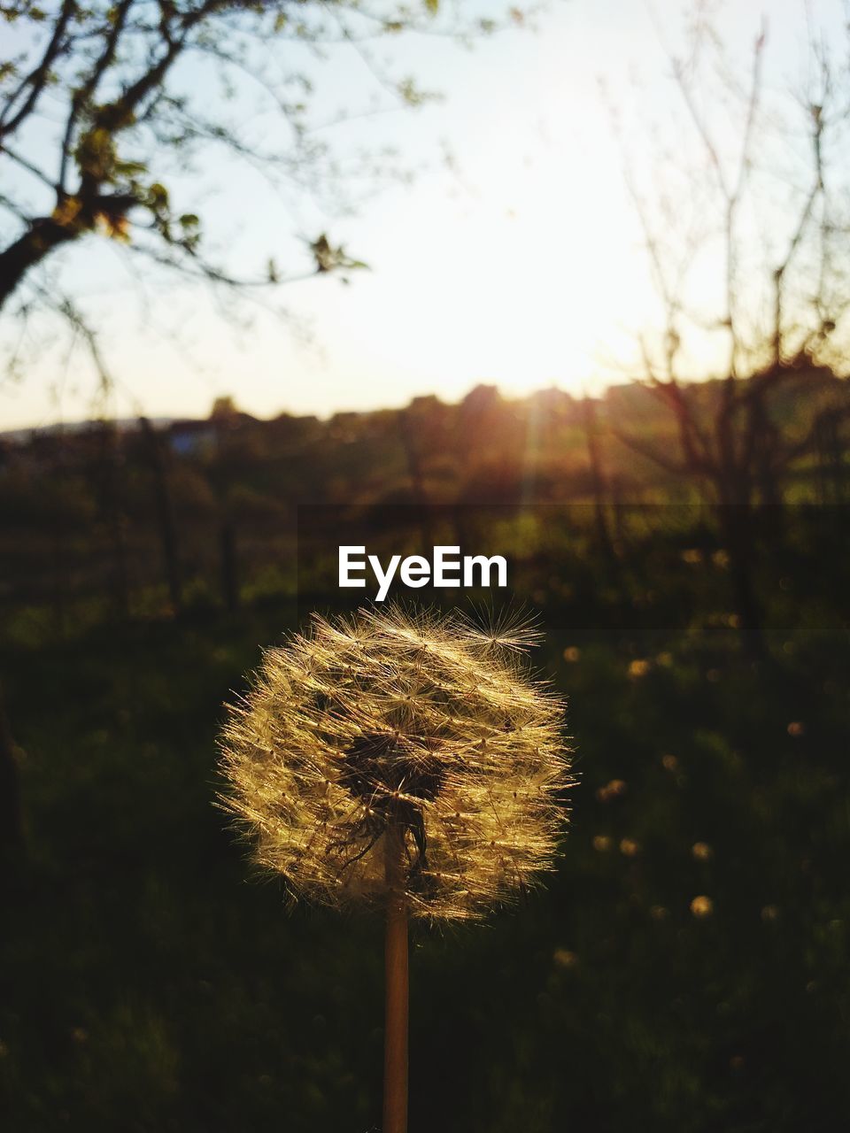 CLOSE-UP OF DANDELION AGAINST SKY DURING SUNSET