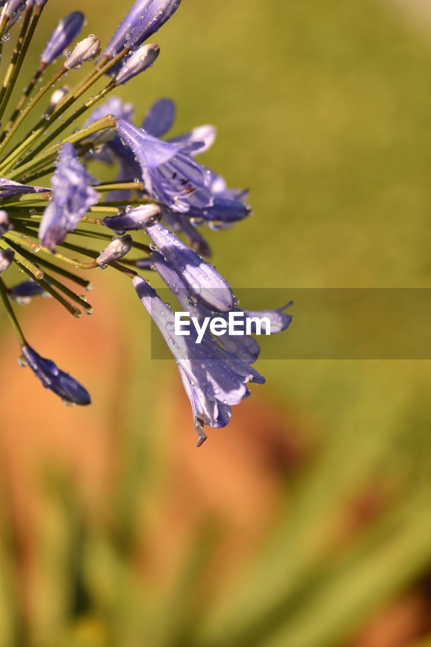 CLOSE-UP OF PURPLE FLOWER PLANT