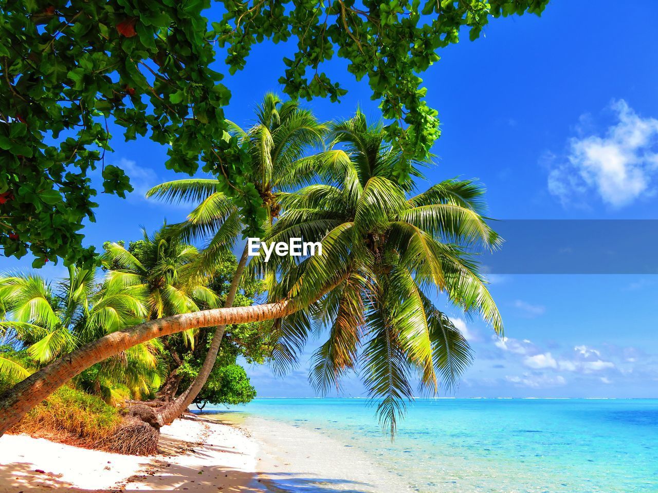 Palm trees on beach against blue sky