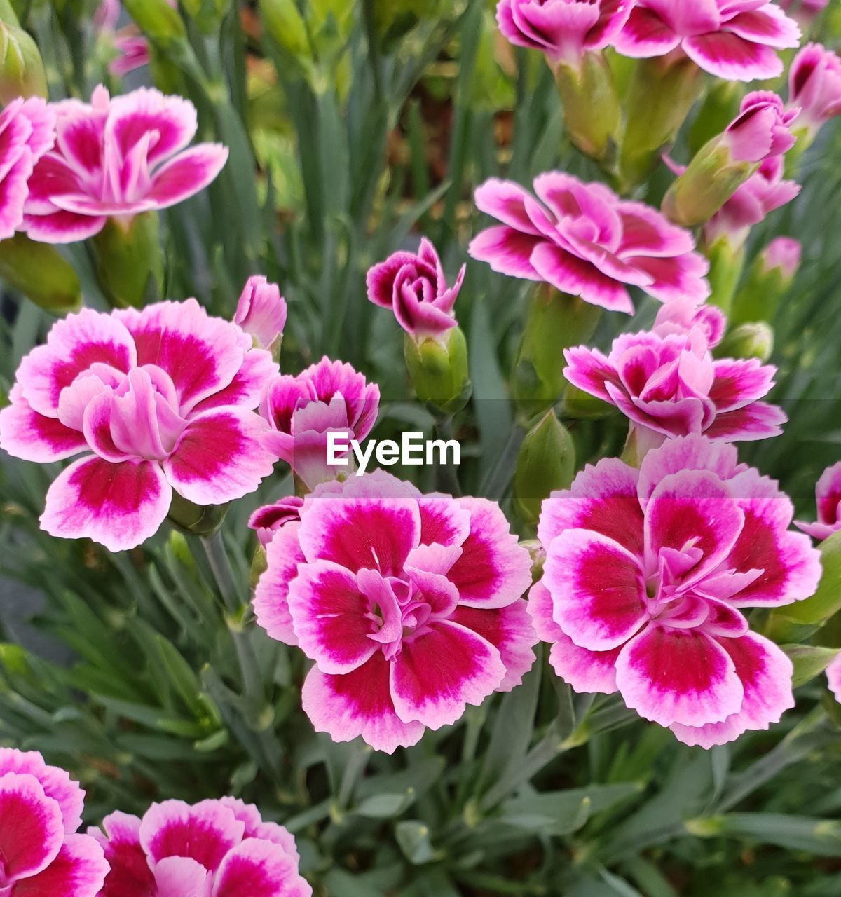 Close-up of pink flowers