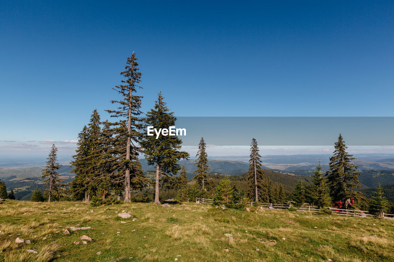 TREES ON FIELD AGAINST CLEAR SKY