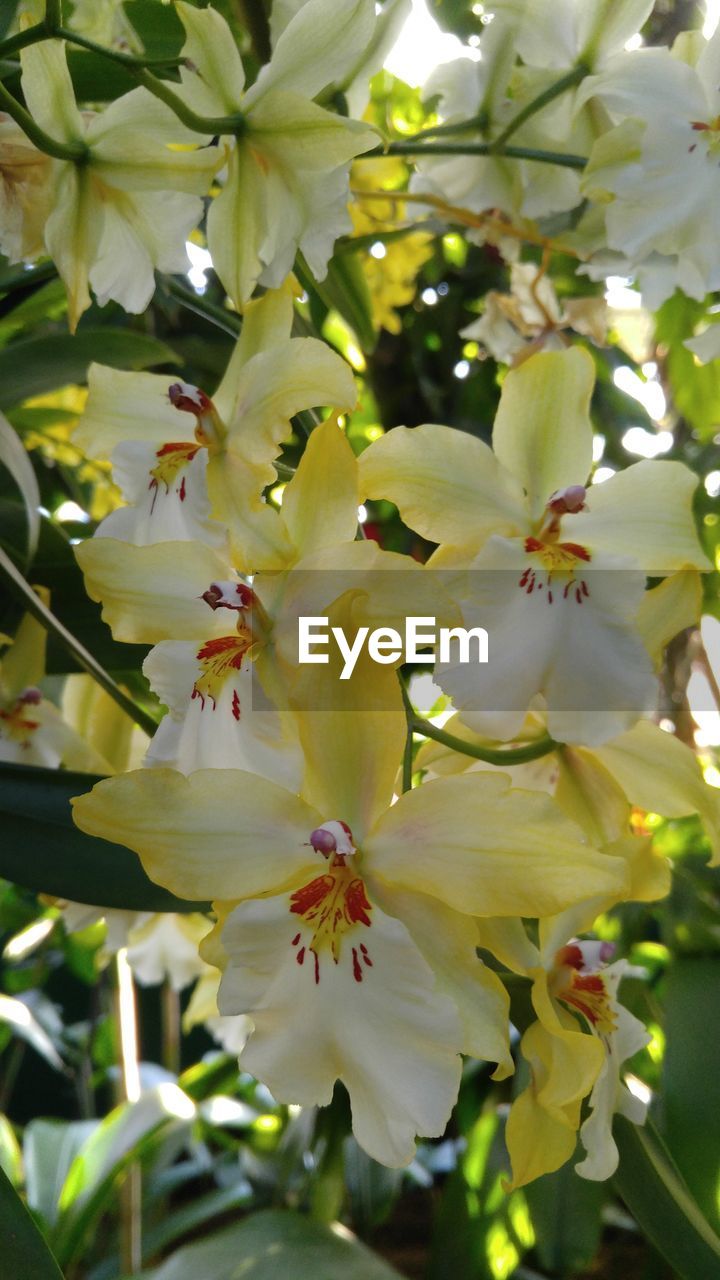 Close up of flowers on tree