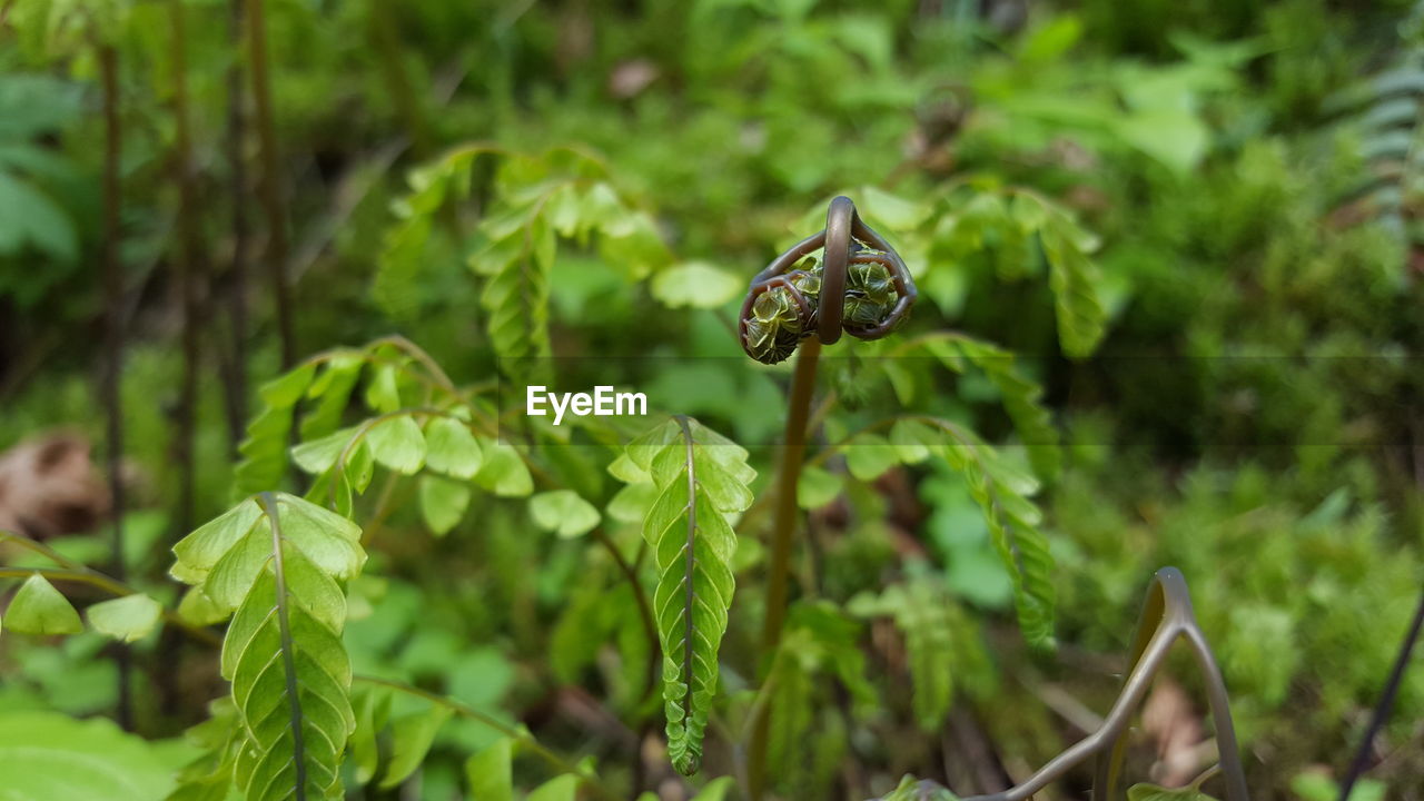 Close-up of plants