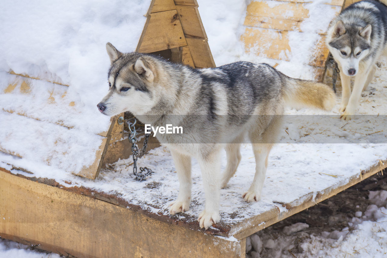 Portrait of dog on snow