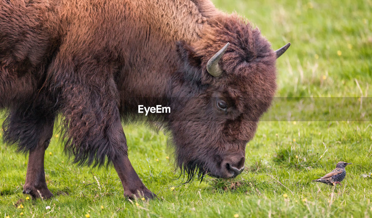 American bison grazing on grassy field by bird