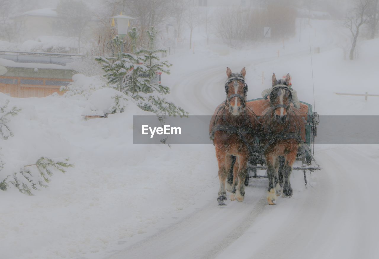 Horse cart on road during winter