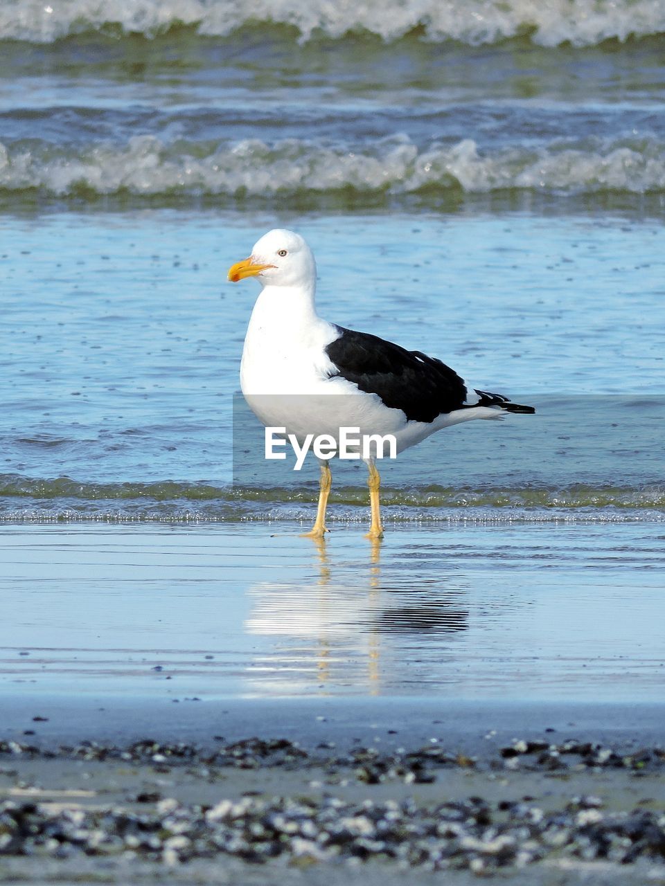 BIRD ON BEACH