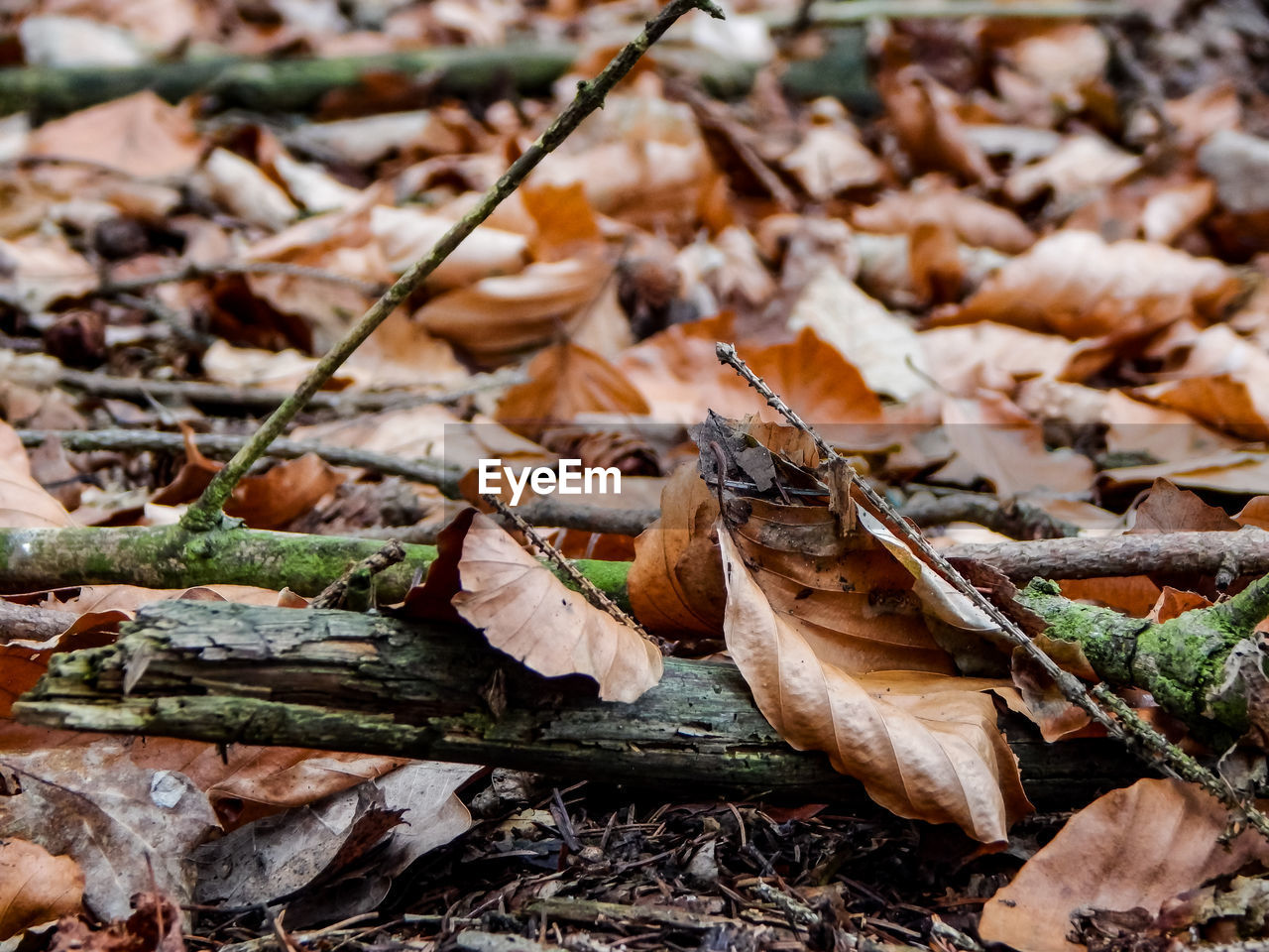 leaf, plant part, nature, dry, autumn, tree, leaves, day, no people, branch, land, falling, plant, field, wood, close-up, fragility, forest, outdoors, beauty in nature, high angle view, brown, focus on foreground, tranquility, soil, abundance