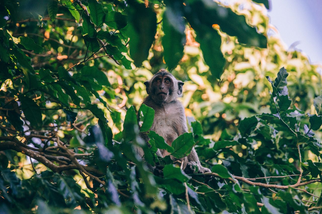 View of a monkey on plant