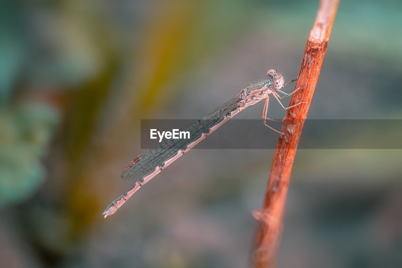 Close-up of insect on twig