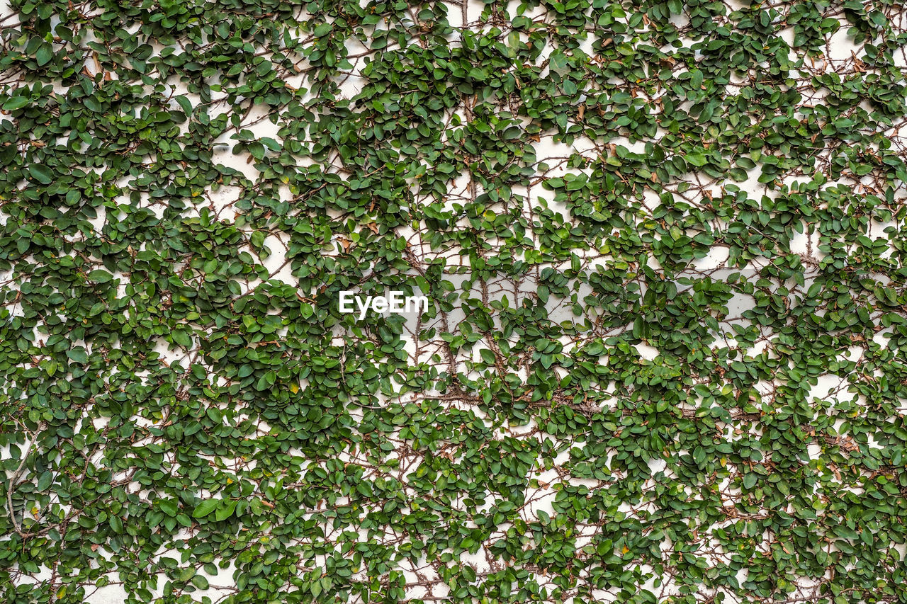 FULL FRAME SHOT OF FLOWERING PLANTS WITH LEAVES