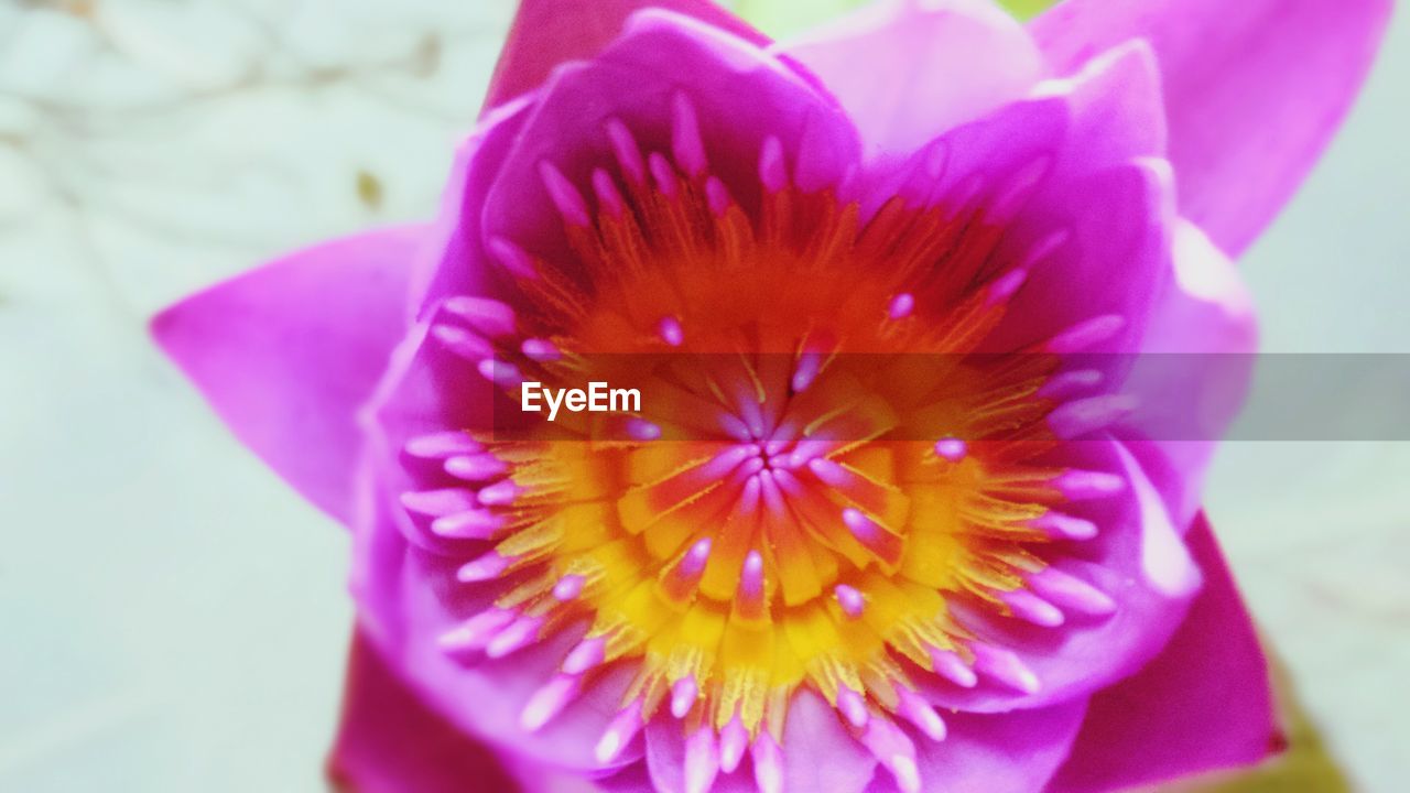 CLOSE-UP OF PINK FLOWERS BLOOMING