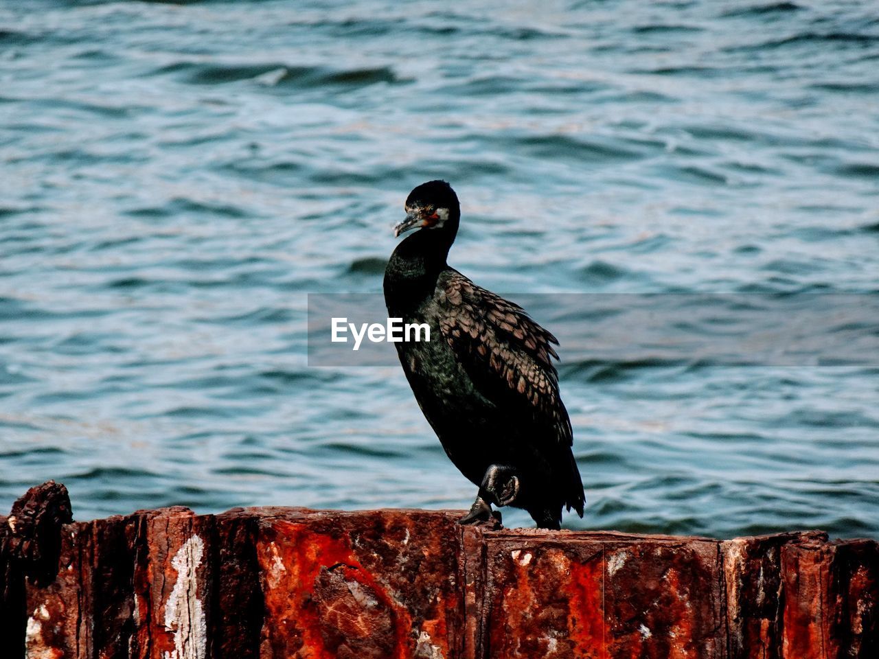 Bird perching on wooden wall against sea