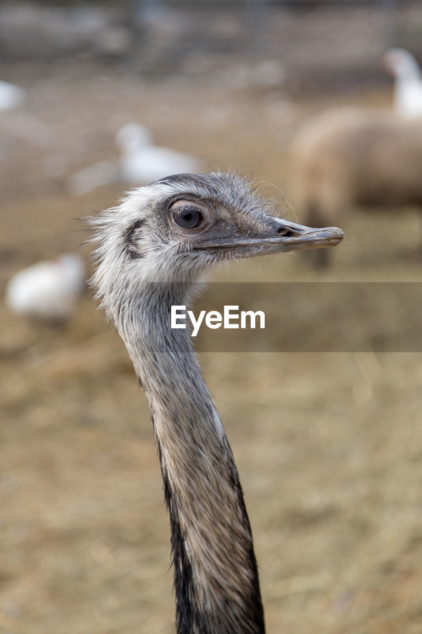 Close-up of a bird. also an ostrich can smile.